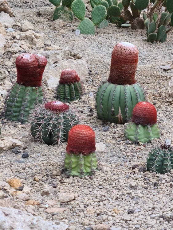 20210827_151110_resized